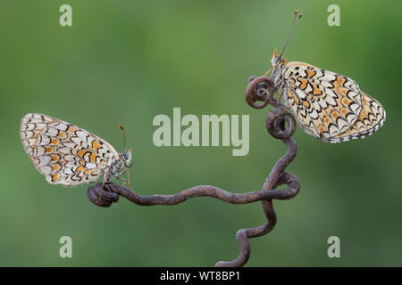 Paire de spotted fritillary (Melitaea didyma) papillons Banque D'Images