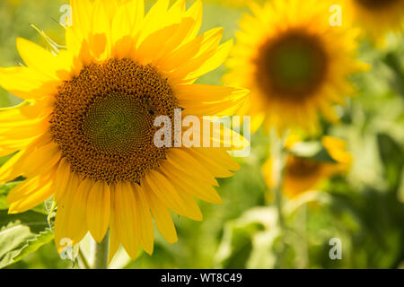 Lumineuses et tournesols jaunes poussent en abondance dans le sud de la France, Provence, Valensole. Les agriculteurs locaux cultivent en abondance le long du côté de la lavande. Banque D'Images