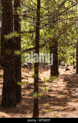 Randonnées et chemins de barrancos et forêt de pins dans la région de Araya, Tenerife, Canaries, Espagne Banque D'Images