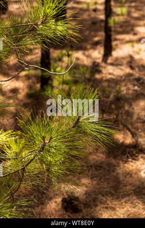 Randonnées et chemins de barrancos et forêt de pins dans la région de Araya, Tenerife, Canaries, Espagne Banque D'Images