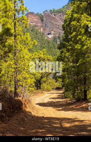 Randonnées et chemins de barrancos et forêt de pins dans la région de Araya, Tenerife, Canaries, Espagne Banque D'Images