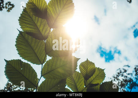 Certaines des feuilles dans la chaude lumière du soleil Banque D'Images