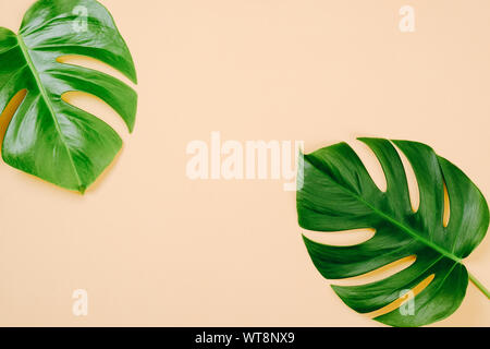 Les feuilles tropicales Monstera sur fond jaune avec de l'espace pour un texte. Mise à plat, vue du dessus, des couleurs pastel, concept minimal d'été Banque D'Images