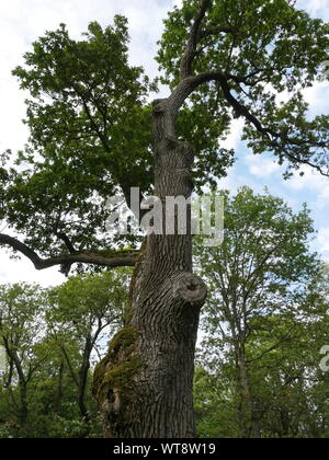 Vieux Chêne géant arbre centenaire low angle de vue Banque D'Images