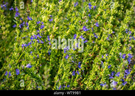 Gros plan de Hyssop (Hyssopus officinalis) fleurs bleues plante poussant dans un jardin d'herbes aromatiques en été Angleterre UK GB Grande-Bretagne Banque D'Images