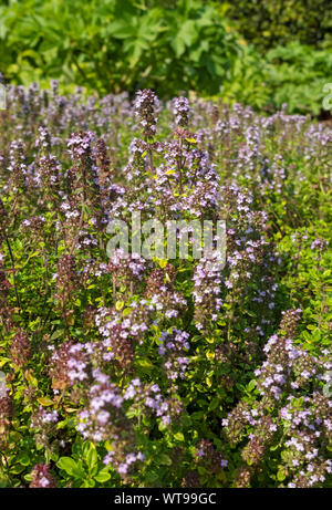 Gros plan de thym doré (Archers Gold) plante fleurs fleurs fleuries croissant dans un jardin d'herbes en été Angleterre Royaume-Uni Grande-Bretagne Banque D'Images