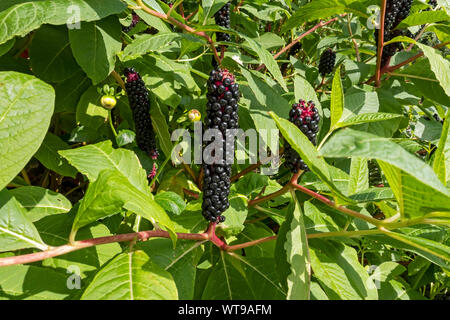 Gros plan des baies Pokeweed (Phytolacca) en été Angleterre Royaume-Uni Grande-Bretagne Banque D'Images