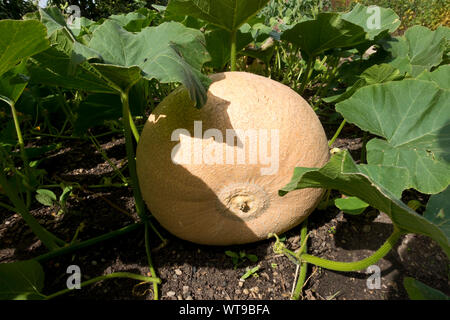 Gros plan d'une grande plante de citrouille qui pousse dans un jardin en été Angleterre Royaume-Uni Grande-Bretagne Banque D'Images