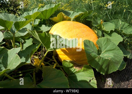 Gros plan de la plante géante de variété de Pumpkin Atlantique qui pousse dans un jardin en été Angleterre Royaume-Uni Grande-Bretagne Grande-Bretagne Banque D'Images