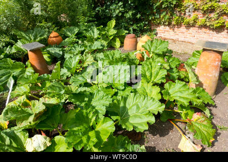 Plantes de rhubarbe poussant et pots de cloche d'argile sur un terrain de jardin d'allotement en été Angleterre Royaume-Uni GB Grande-Bretagne Banque D'Images