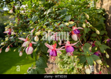 Gros plan de fuchsias fuchsia fleurs de fuite roses fleurir dans un panier suspendu sur le mur en été Angleterre Royaume-Uni Grande-Bretagne Banque D'Images