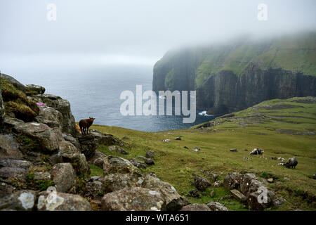 Paysage calme avec des moutons brouter paisiblement sur l'herbe sur mer entouré par l'eau bleue en Îles Féroé Banque D'Images