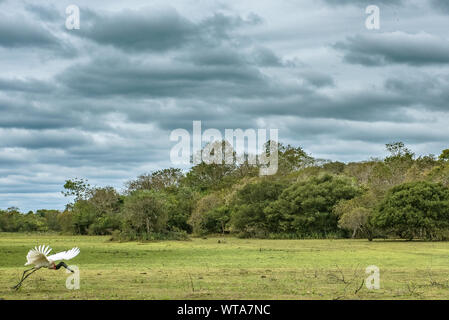 TuiuiÃº (mycteria Jabiru) décolle dans le Pantanal Brésilien Banque D'Images