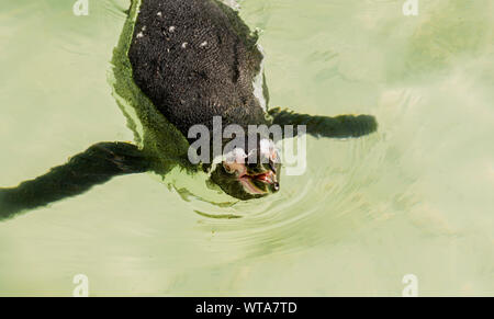 Penguin nager dans le soleil au Zoo de Newquay, à Cornwall, UK Banque D'Images