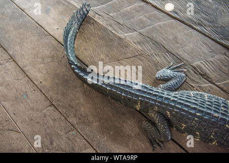 Queue d'alligator et fond en bois Banque D'Images