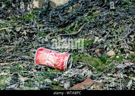 Canettes de boisson en aluminium et plastique échoués sur la côte d'algues, Plymouth, Devon, UK Banque D'Images