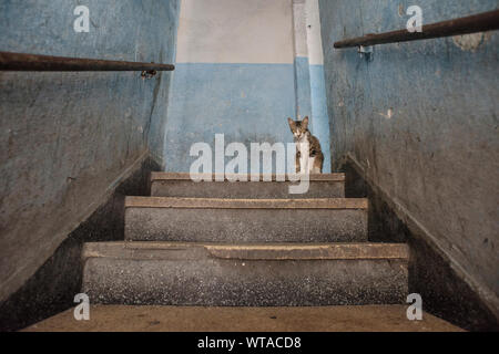 Chat dans un immeuble du centre-ville de Sao Paulo Banque D'Images