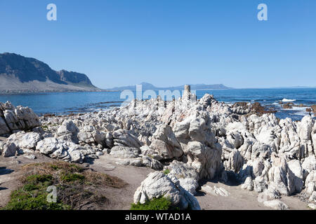 La colonie de cormorans à Stony Point Nature Reservem Oberberg, Betty's Bay, Western Cape, Afrique du Sud. Les cormorans trouvés ici : la vuln Banque D'Images