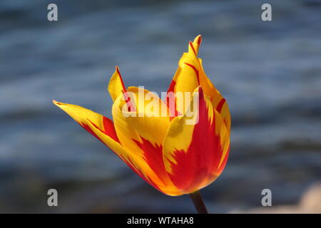 Une tulipe 'Firework' avec l'eau d'un lac à l'arrière-plan Banque D'Images