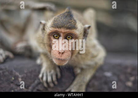Monkey autour de temple d'Angkor Wat Banque D'Images