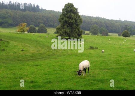 Des moutons paissant dans la prairie-parc entourant Dalemain Mansion près de Penrith, Cumbria Banque D'Images