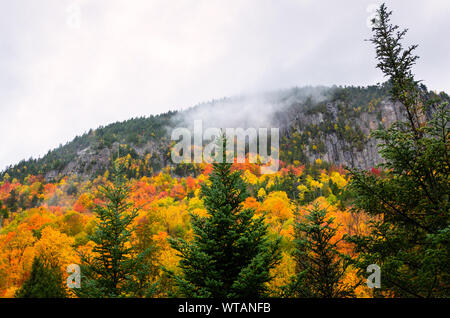 Vue d'une forêt de montagne d'automne un jour de pluie Banque D'Images