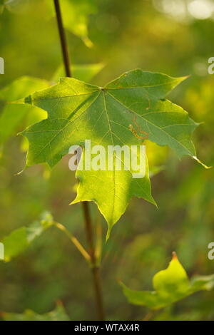 Feuille d'érable verte sur les branches dans la forêt, macro photo Banque D'Images