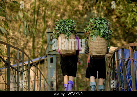 Tribu Hmong des femmes portant des paniers de plantes dans le foin Banque D'Images