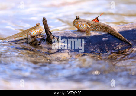 Poissons Mudskipper debout sur une branche d'arbre de mangrove, Thaïlande Banque D'Images