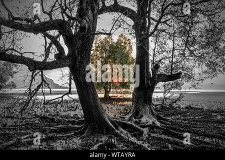 Photo noir et blanc mixte d'immenses arbres de la mangrove avec de soleil colorés, Thaïlande Banque D'Images