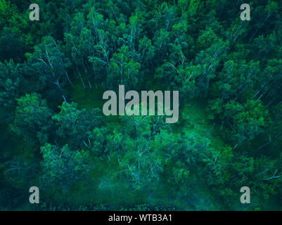 La forêt allemande photographié par drone en couleurs vintage Banque D'Images