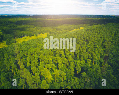 La forêt allemande photographié par drone en couleurs vintage Banque D'Images