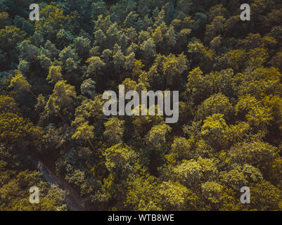 La forêt allemande photographié par drone en couleurs vintage Banque D'Images