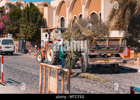 Un homme travailleur recueillir et mettre en Palm à un tracteur en Egypte, El Gouna, Banque D'Images