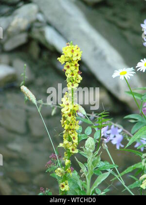 Verbascum thapsus. Fleurs jaunes de molène, molène thapsus, hag-cône. Banque D'Images