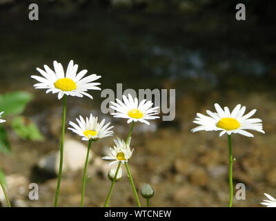 Marguerites camomille macro dans été printemps champ sur fond bleu ciel avec soleil. Paysage naturel d'été avec l'exemplaire de l'espace. Banque D'Images