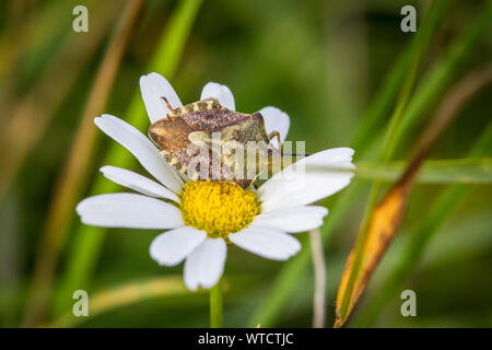 Carpocoris fuscispinus (bug Shield) sur une fleur de camomille Banque D'Images