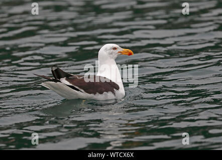 Kelp Gull (Larus dominicanus dominicanus) natation adultes sur la mer Puerto Montt, Chili Janvier Banque D'Images