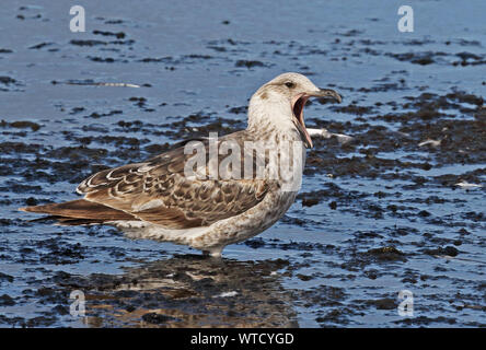 Kelp Gull (Larus dominicanus dominicanus) permanent immatures dans les eaux peu profondes le bâillement de la Terre de Feu, Chili Janvier Banque D'Images