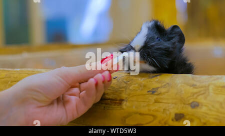 Woman feeding cobaye dans zoo Banque D'Images