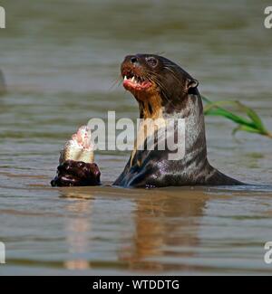 La loutre géante (Pteronura brasiliensis) mange des poissons capturés dans l'eau, Pantanal, Mato Grosso, Brésil Banque D'Images