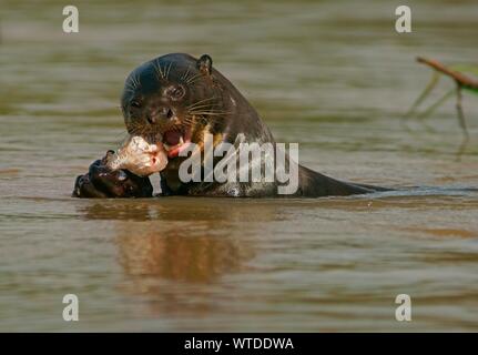 La loutre géante (Pteronura brasiliensis) mange des poissons capturés dans l'eau, Pantanal, Mato Grosso, Brésil Banque D'Images