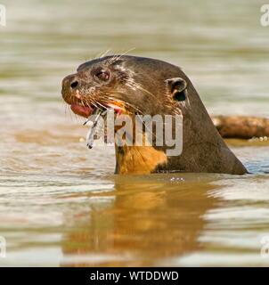 La loutre géante (Pteronura brasiliensis) mange des poissons capturés dans l'eau, Pantanal, Mato Grosso, Brésil Banque D'Images