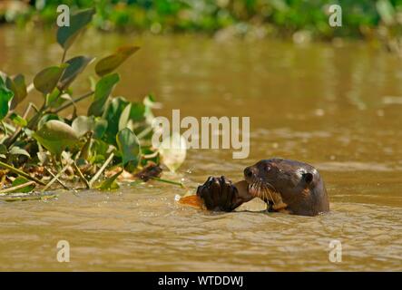 La loutre géante (Pteronura brasiliensis) mange des poissons capturés dans l'eau, Pantanal, Mato Grosso, Brésil Banque D'Images