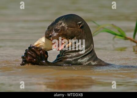 La loutre géante (Pteronura brasiliensis) mange des poissons capturés dans l'eau, Pantanal, Mato Grosso, Brésil Banque D'Images