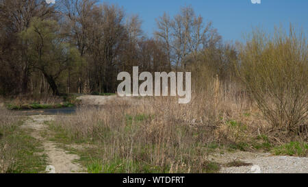 Forêt de plaine sèche au printemps Banque D'Images