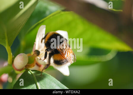 Nectar d'abeille de fleur. focus sélectif. Banque D'Images