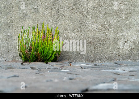 Bush vert vibrant d'Heather avec fleurs rose et blanc en face d'un mur de pierre gris texturé et pavés en avant-plan flou - low angle v Banque D'Images