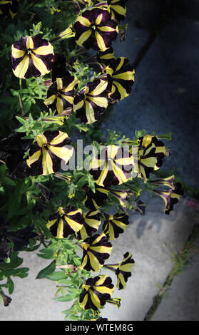 Une belle guirlande de inhabituel et noir rayé jaune fleurs pétunia arrière ensoleillée, sur un fond sombre. Banque D'Images