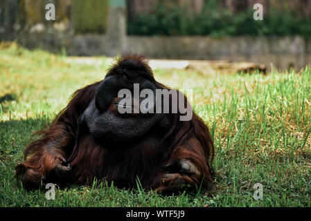 L'orang-outan mâle adulte grand sitting on grass Banque D'Images